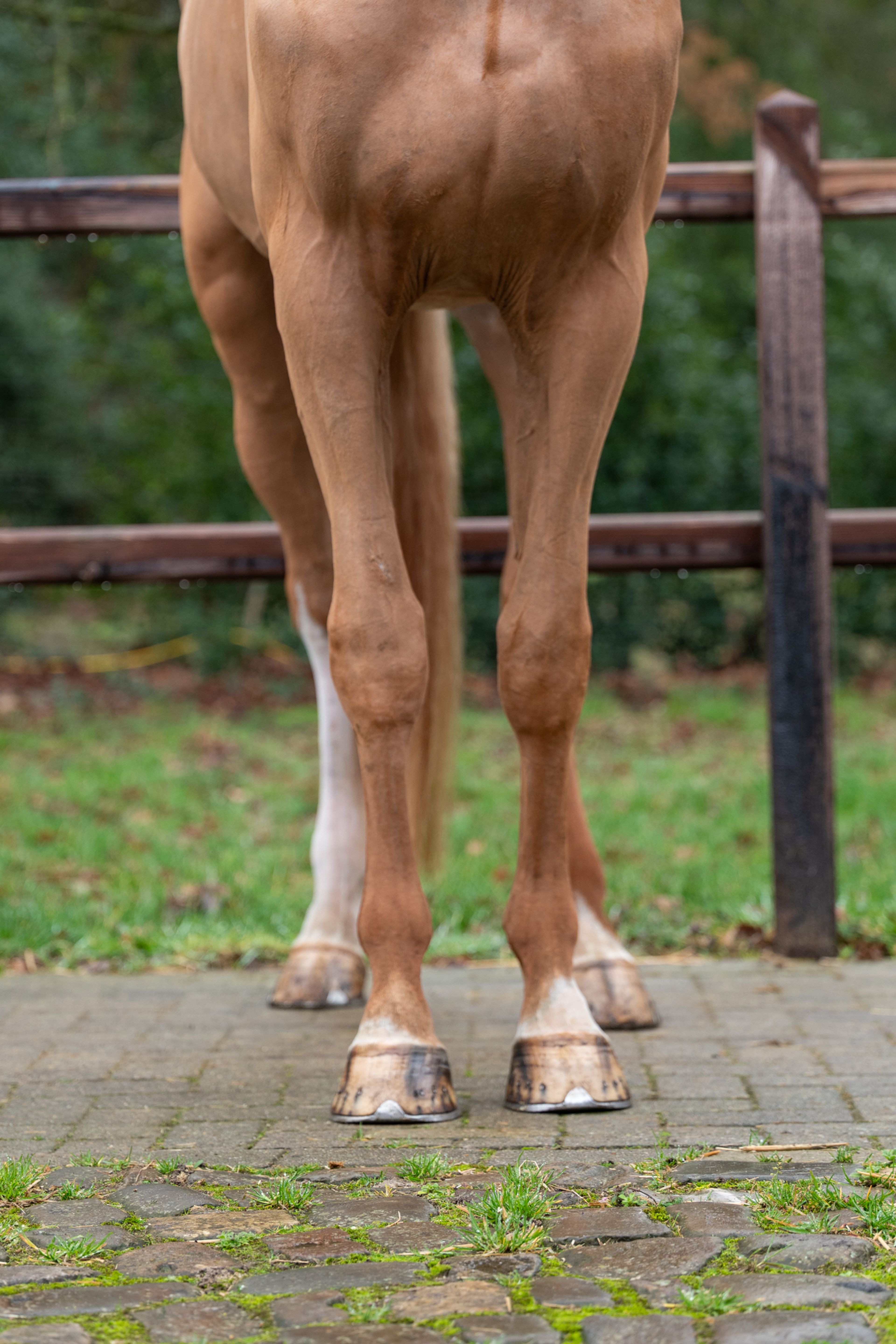 Caspian RH Z (COMILFO PLUS Z x ANDIAMO) - Image 7