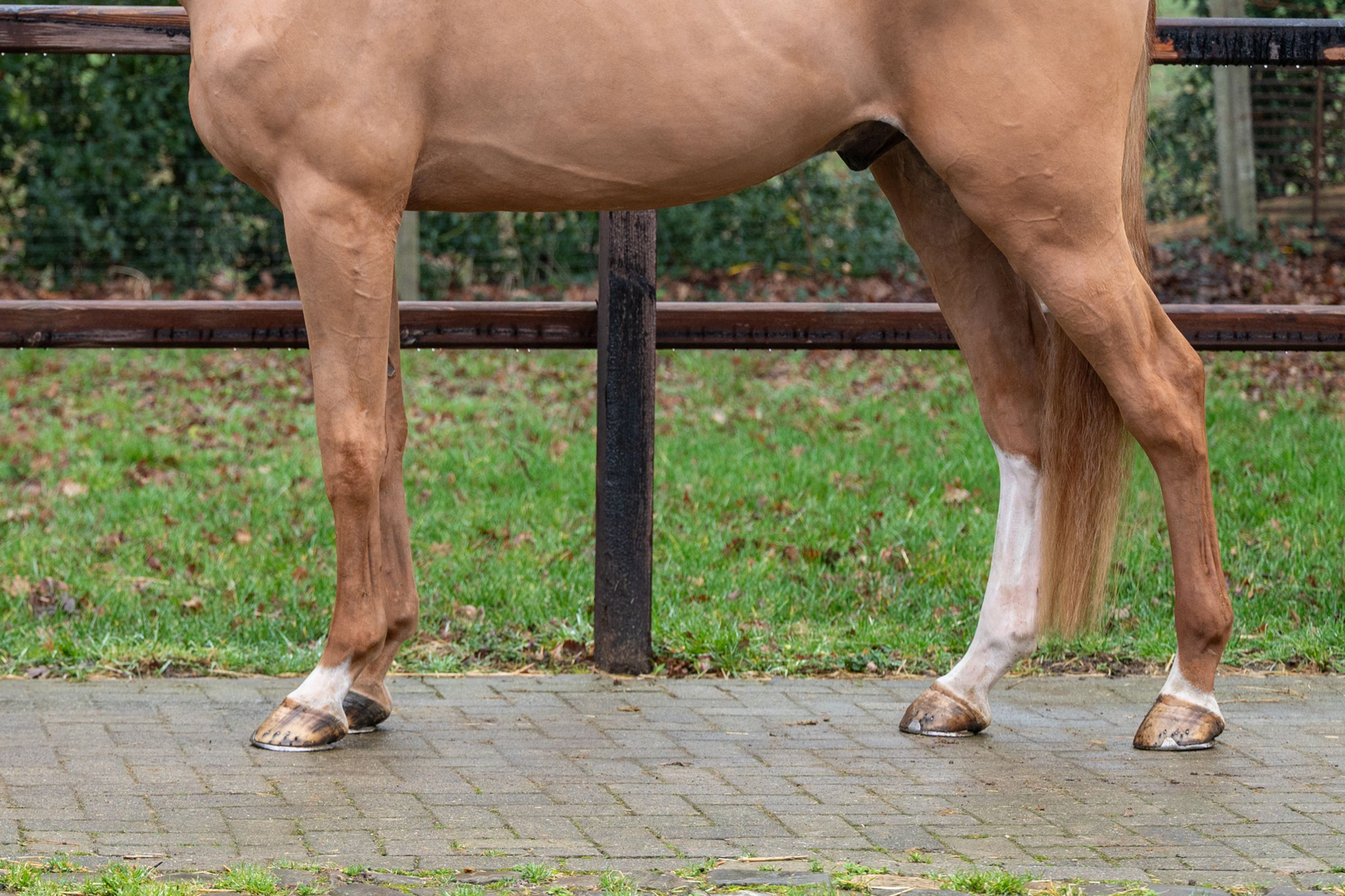 Caspian RH Z (COMILFO PLUS Z x ANDIAMO) - Image 8