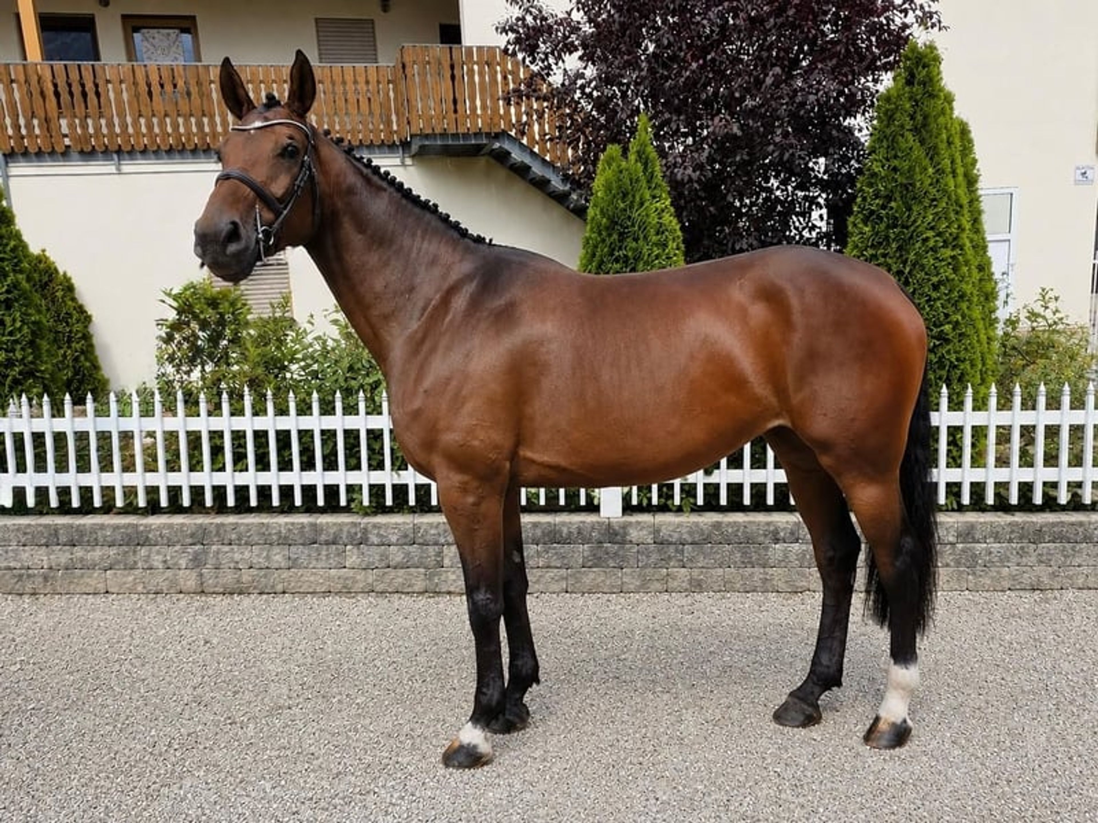 Ideal amateur horse – successful up to 1.15 m - Image 1
