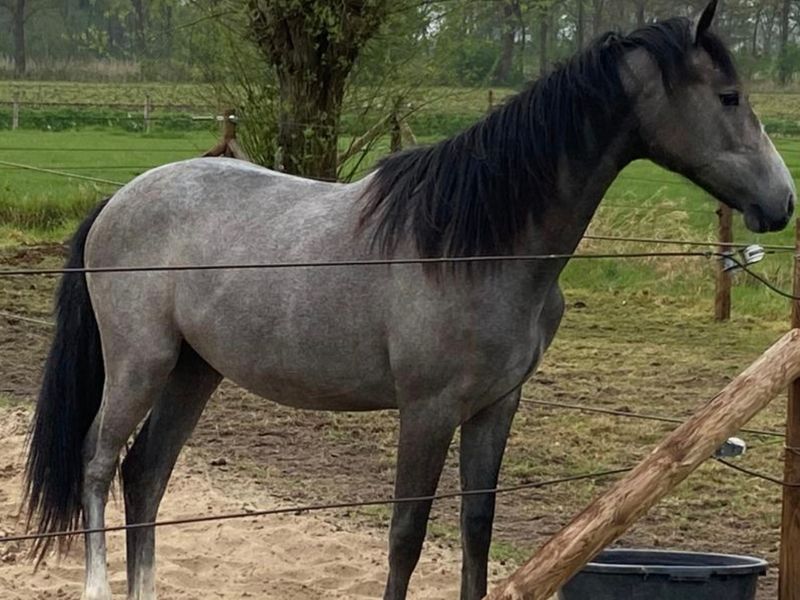 Ceessie - Zangersheide for sale | PaardPlaats