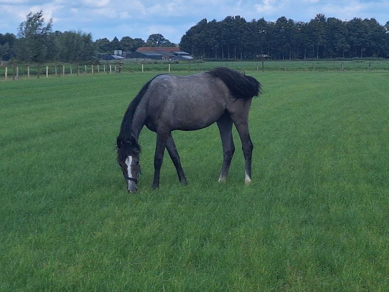 Ceessie - Zangersheide for sale | PaardPlaats