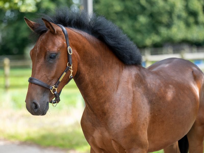 Dutch Riding Pony Storm - NRPS Dutch Riding Horse & Pony for sale | PaardPlaats
