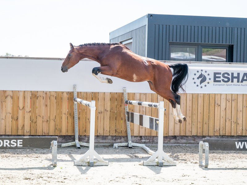 El Chappo W Z EMERALD VAN T RUYTERSHOF x LUDWIG VON BAYERN - Image 1