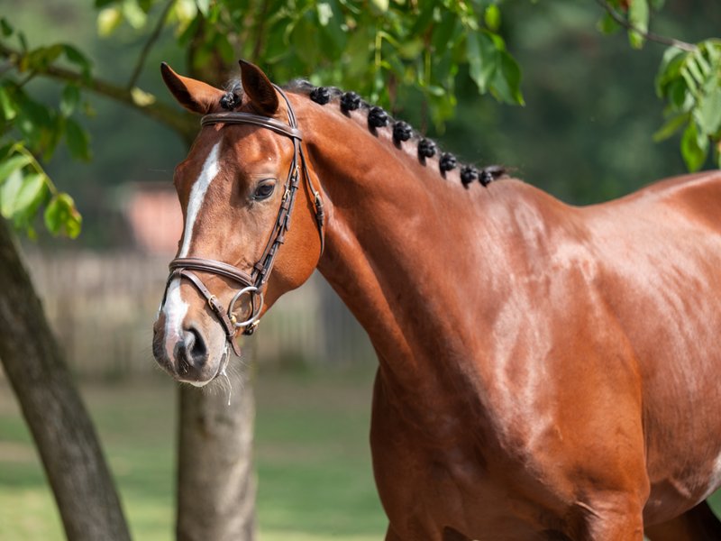 El Chappo W Z EMERALD VAN T RUYTERSHOF x LUDWIG VON BAYERN - Image 2