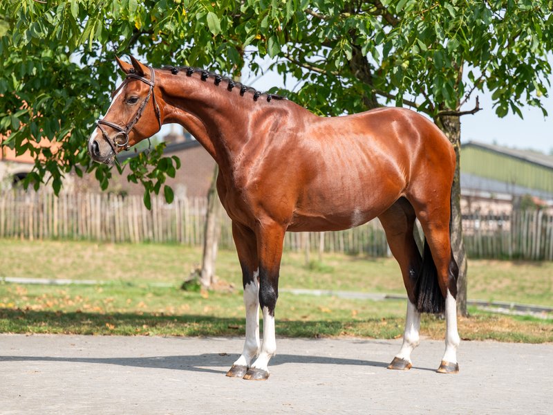 El Chappo W Z EMERALD VAN T RUYTERSHOF x LUDWIG VON BAYERN - Image 3