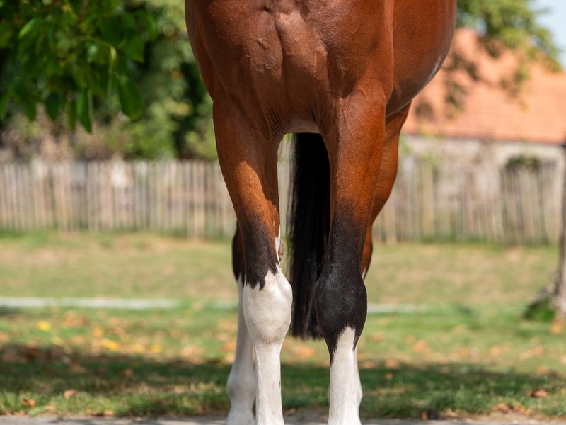El Chappo W Z EMERALD VAN T RUYTERSHOF x LUDWIG VON BAYERN - Image 4