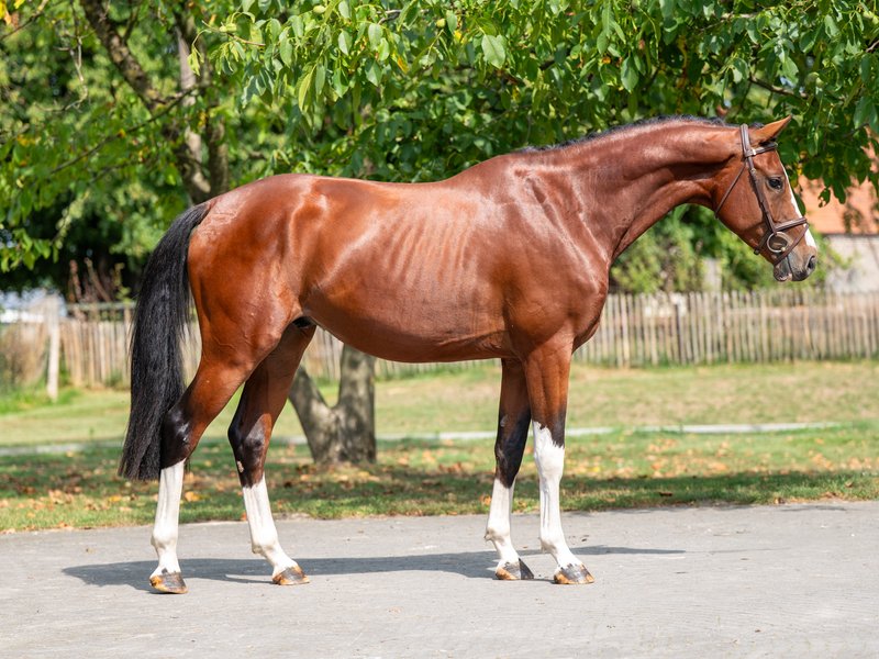 El Chappo W Z EMERALD VAN T RUYTERSHOF x LUDWIG VON BAYERN - Image 5