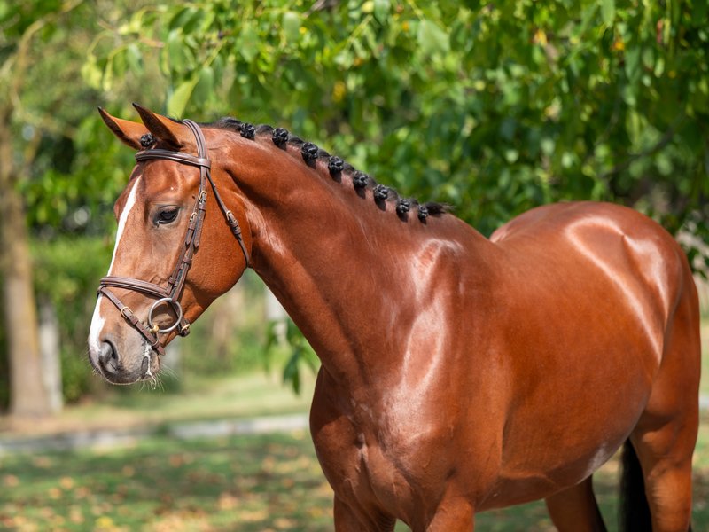 El Chappo W Z EMERALD VAN T RUYTERSHOF x LUDWIG VON BAYERN - Image 6