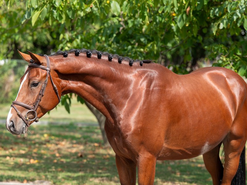 El Chappo W Z EMERALD VAN T RUYTERSHOF x LUDWIG VON BAYERN - Image 7