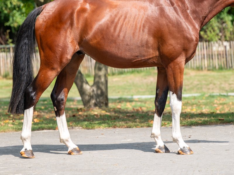 El Chappo W Z EMERALD VAN T RUYTERSHOF x LUDWIG VON BAYERN - Image 8