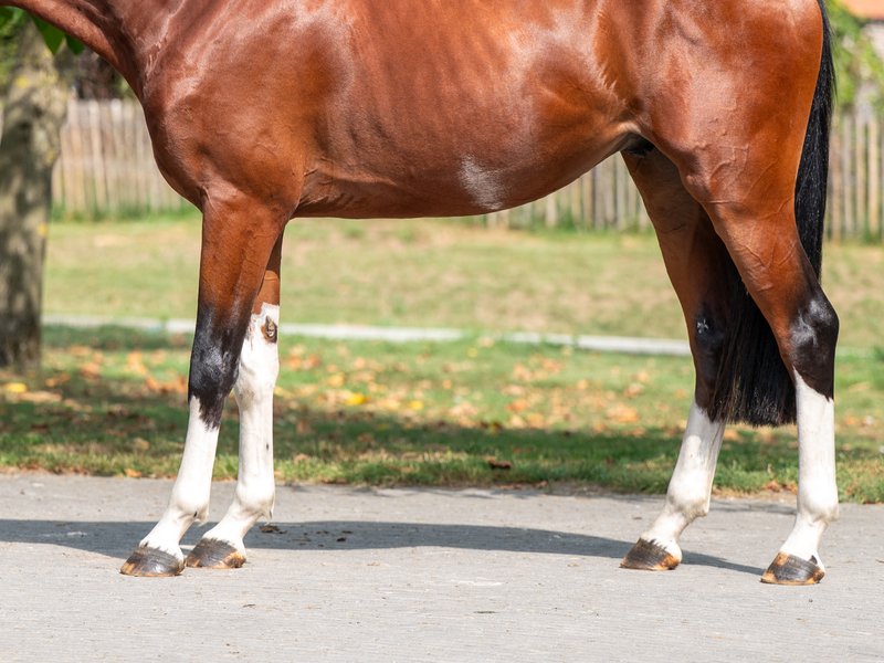 El Chappo W Z EMERALD VAN T RUYTERSHOF x LUDWIG VON BAYERN - Image 9