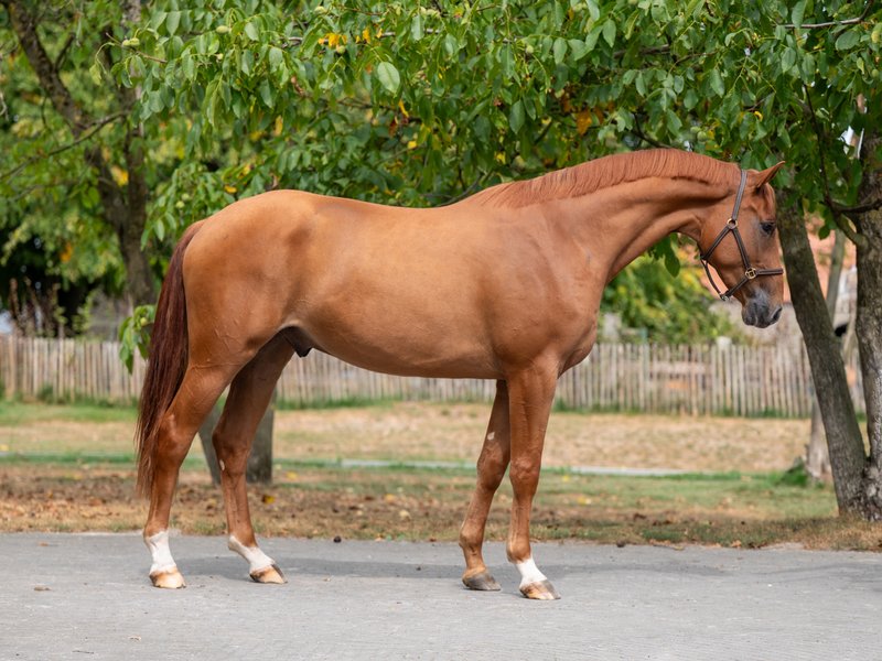 Socrates vh Poeleind TANGELO VD ZUUTHOEVE x CASH - Image 1
