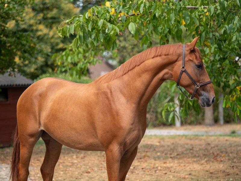 Socrates vh Poeleind TANGELO VD ZUUTHOEVE x CASH - Image 2