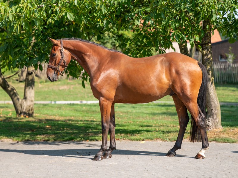 Carlito CK Z CARIBIS Z x NABAB DE REVE - Image 7