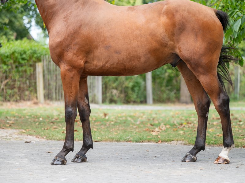 Carlito CK Z CARIBIS Z x NABAB DE REVE - Image 8