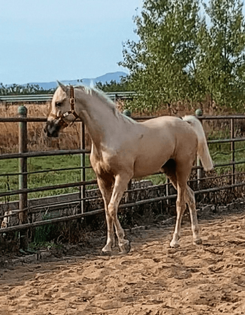 Palomino Paarden te Koop | PaardPlaats