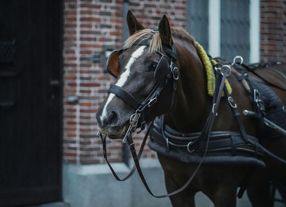 Onderhandeling over paardenaankoop