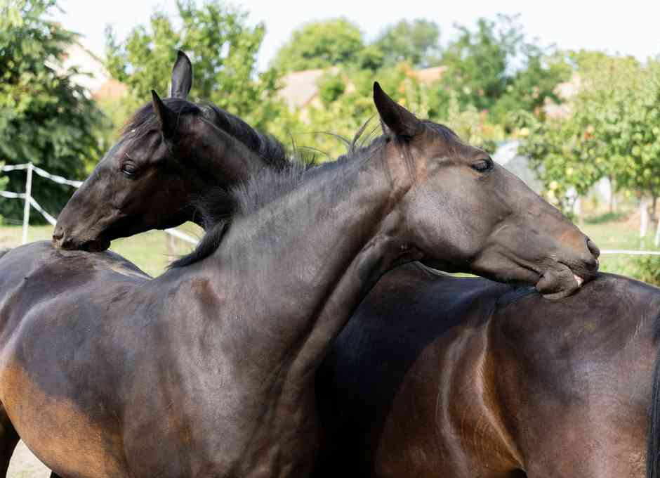 Dutch Warmblood Receiving Veterinary Care