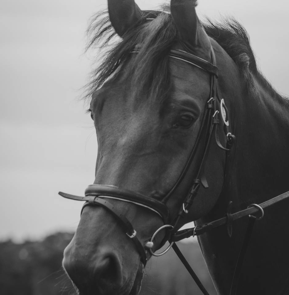 Portrait of a Dutch Warmblood showcasing its elegant build