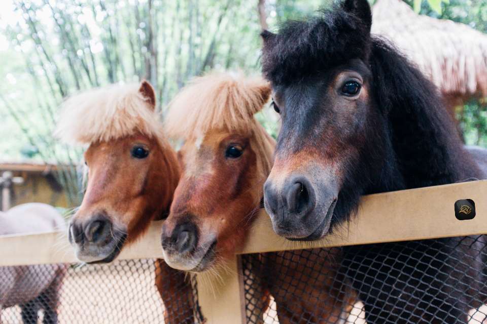 Een groep ponys in een weiland Een groep ponys in een weiland