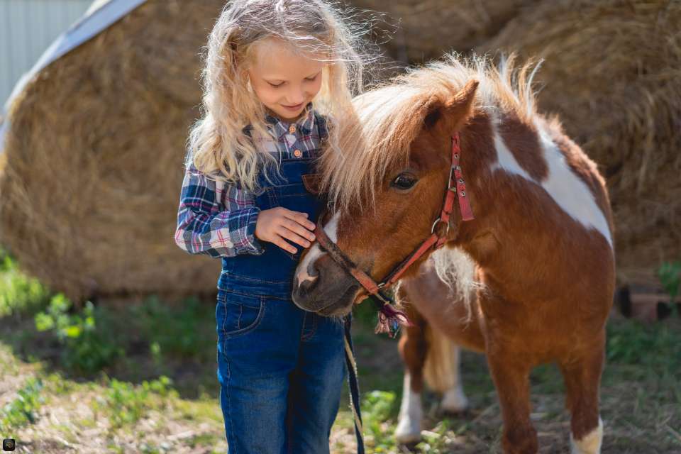 Pony en ruiter interactie