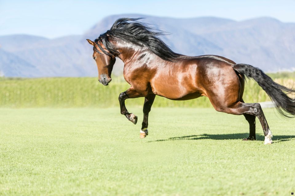 Paard op een groene weide