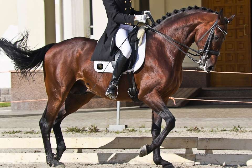 A warmblood horse gracefully performing dressage