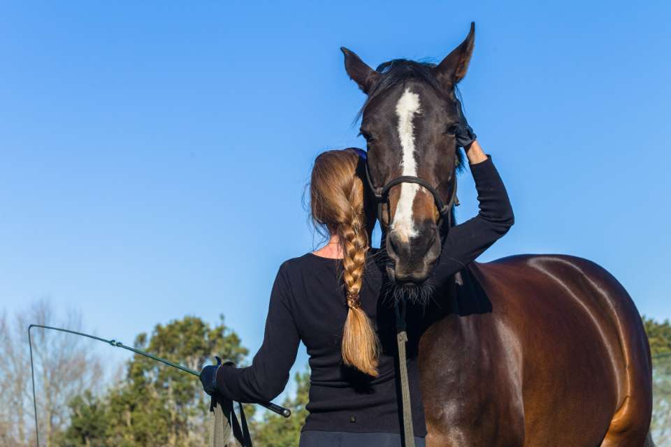 Horse and rider during a training session in an arena