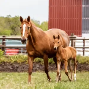 Broodmare