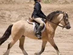 Dressage Pony