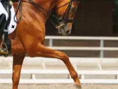 Dressage Horse
