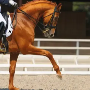 Dressage Horse
