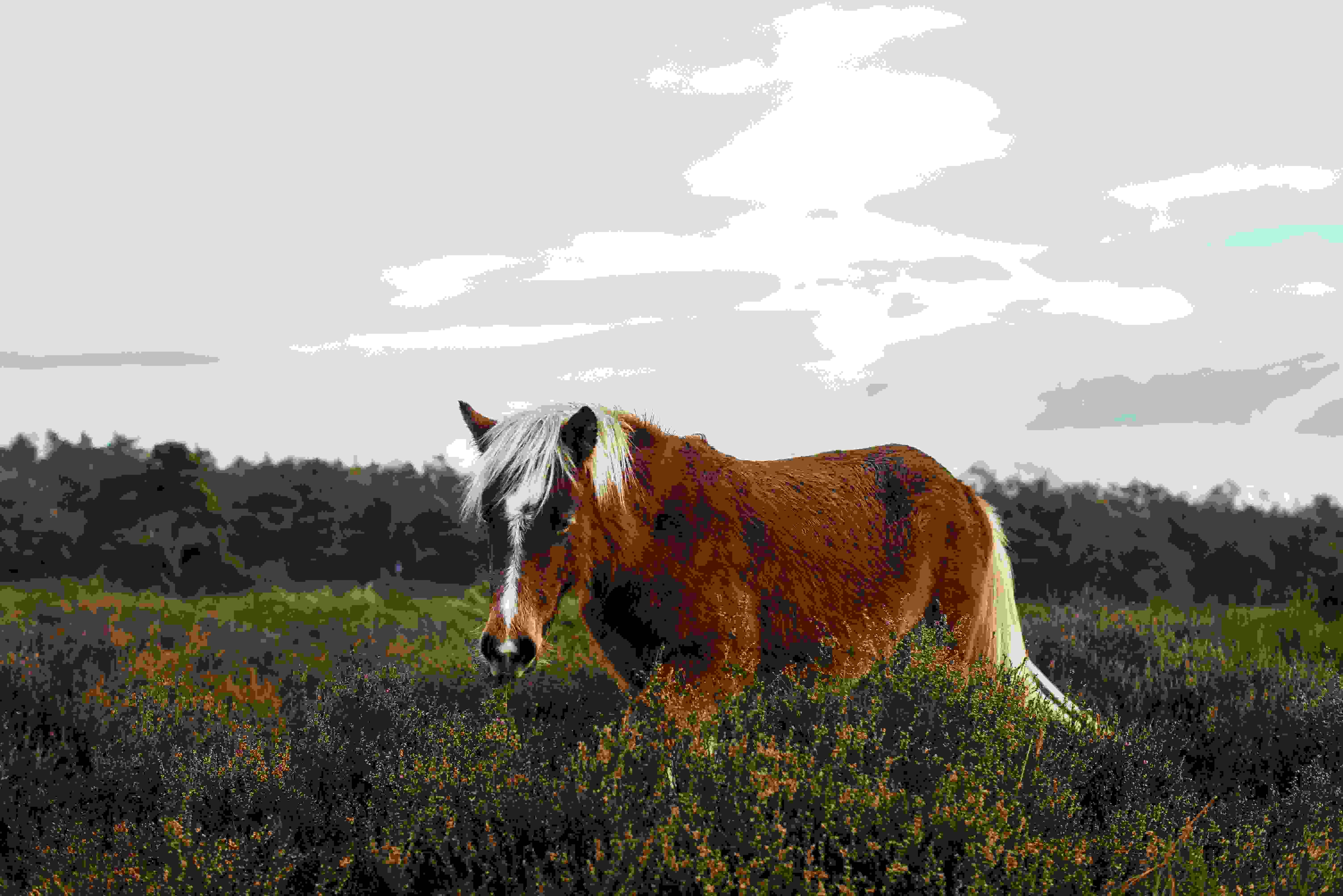 Paarden te koop zoeken in Nederland