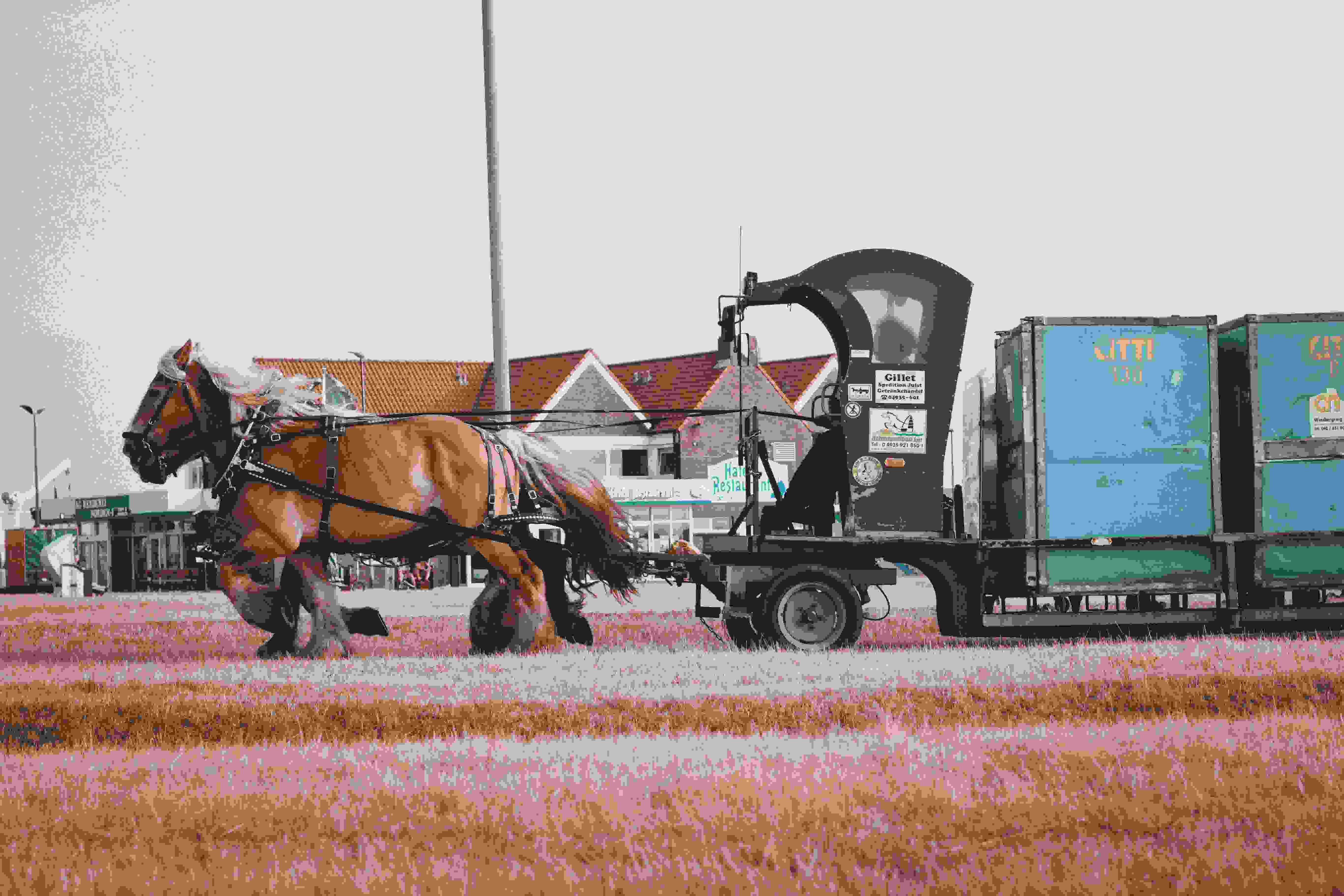 Paard in een trailer klaar voor transport