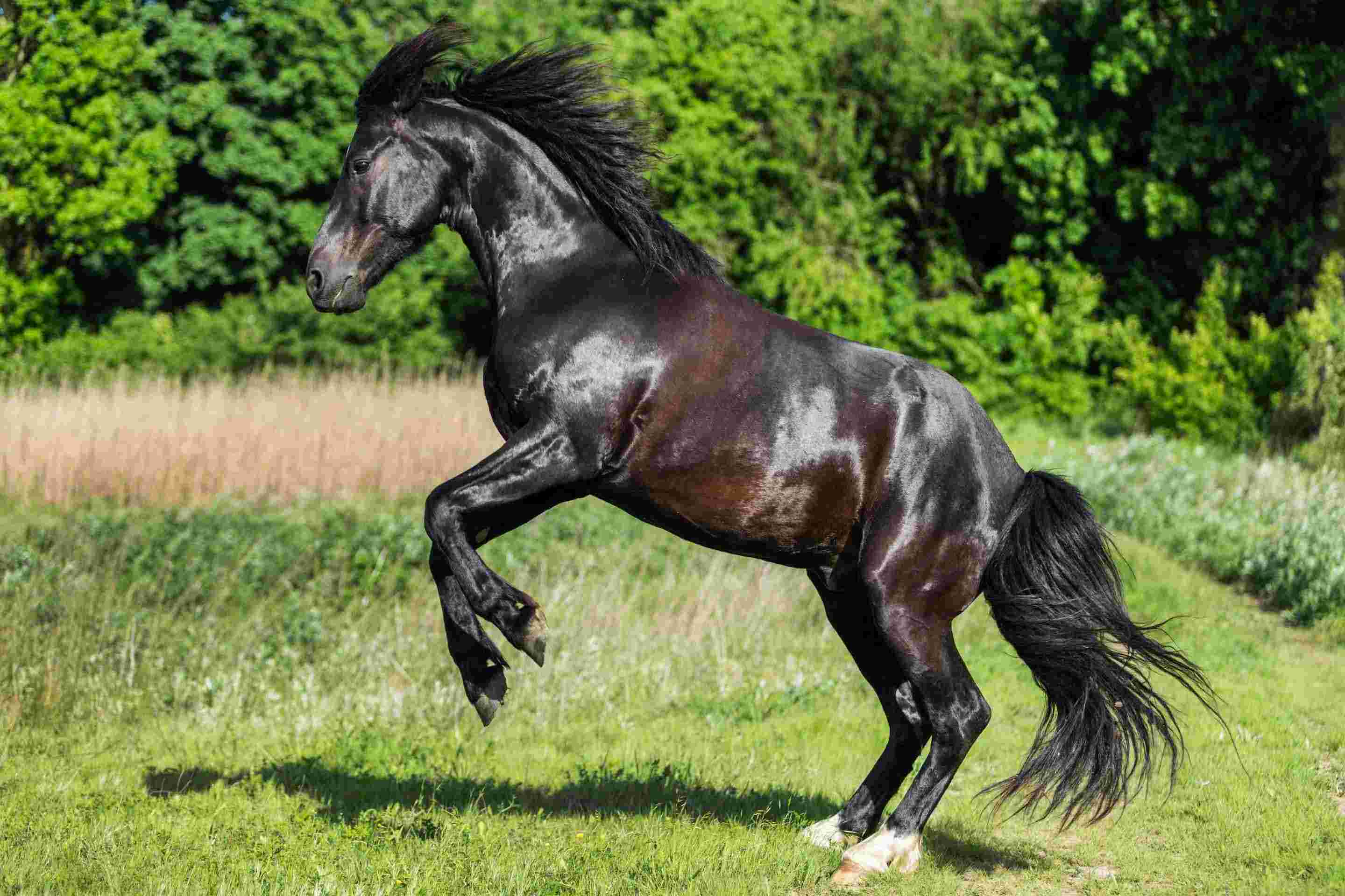 A Dutch horse prancing gracefully in a lush field