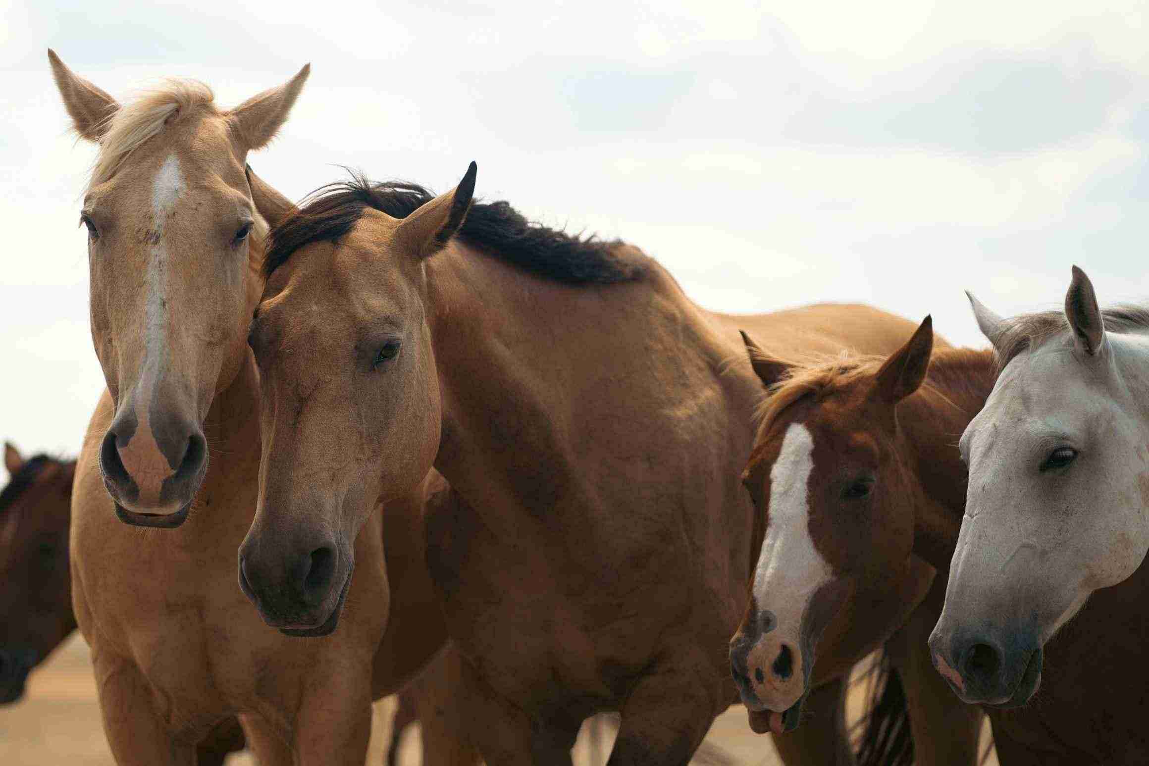 A diverse group of horses in a pasture