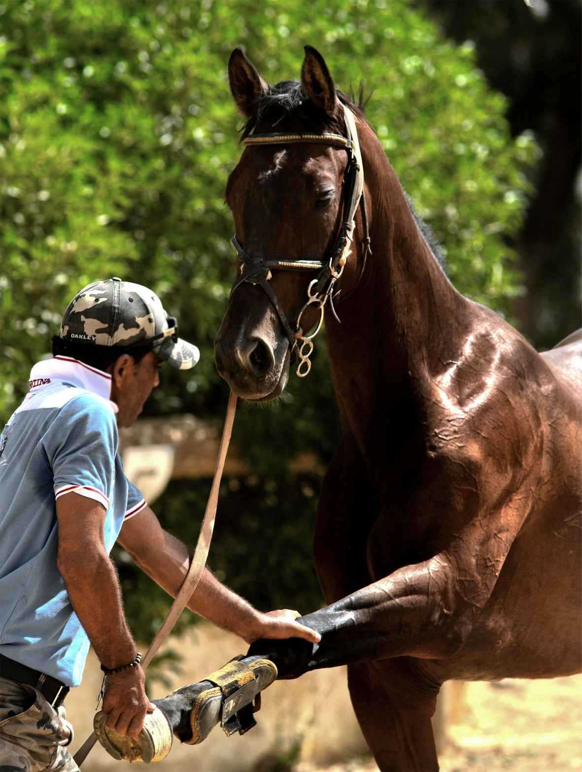 A horse being inspected by a buyer during a trial period