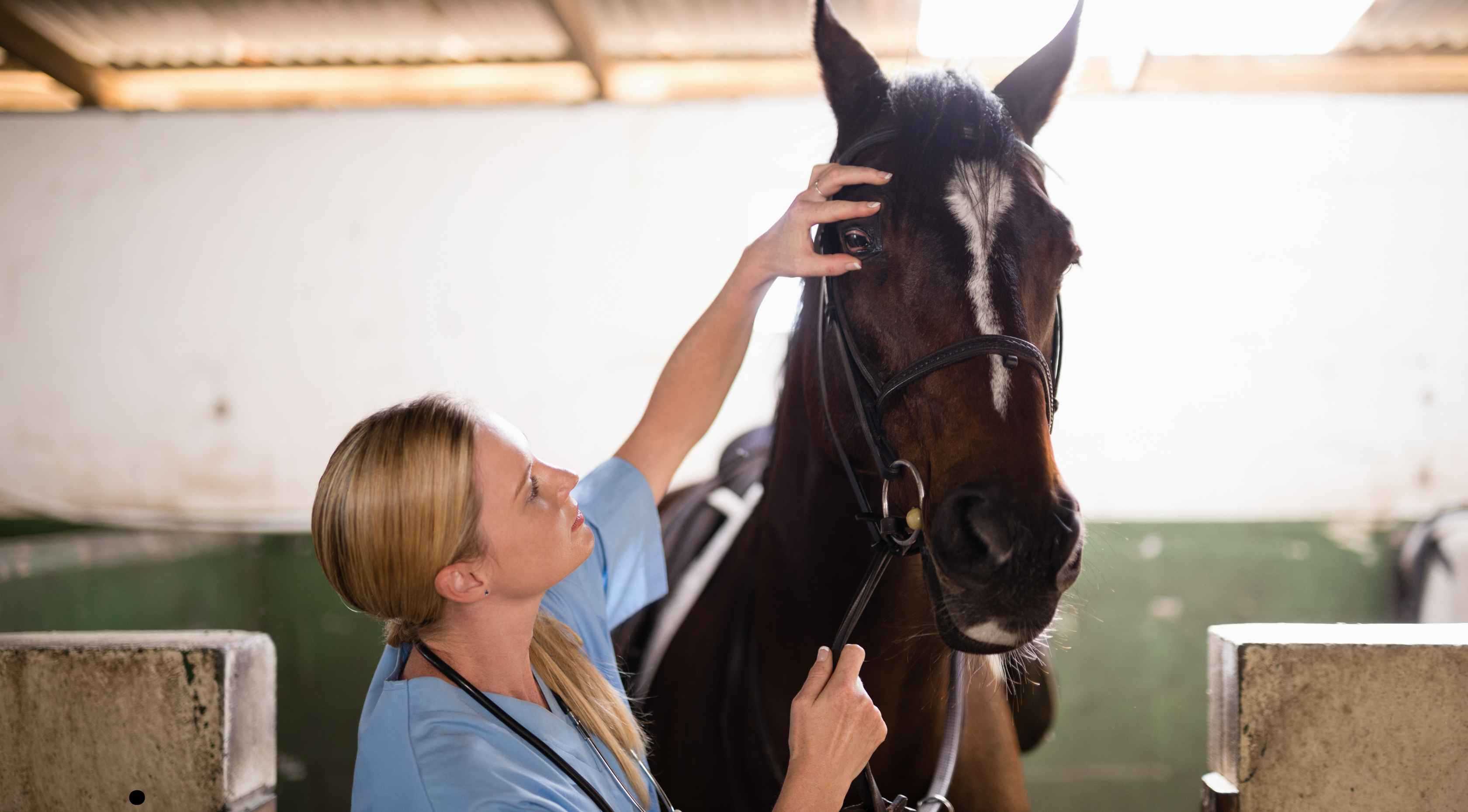 A veterinarian performing a health check on a horse